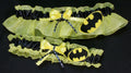 Batman Inspired Garter Set